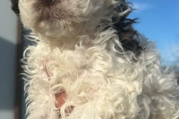 Cucciolo di Lagotto Romagnolo cucciolodilagottoromagnolo.jpg