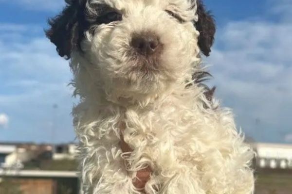 Cucciolo di Lagotto Romagnolo cucciolodilagottoromagnolo1.jpg