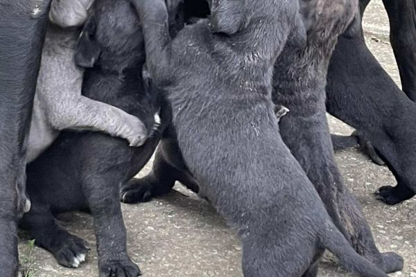 Cane Corso cuccioli in vendita canecorsocuccioliinvendita.jpg