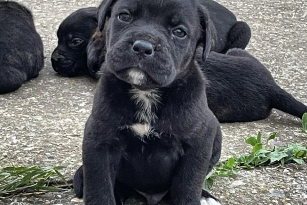 Cane Corso cuccioli in vendita canecorsocuccioliinvendita1.jpg