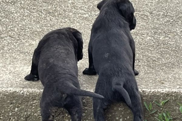 Cane Corso cuccioli in vendita canecorsocuccioliinvendita12.jpg