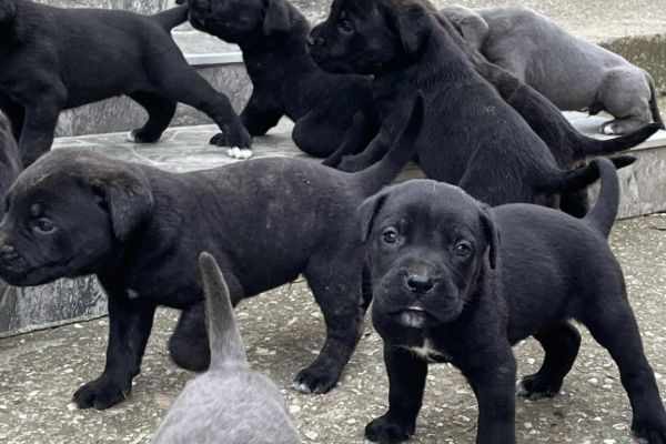 Cane Corso cuccioli in vendita canecorsocuccioliinvendita123.jpg