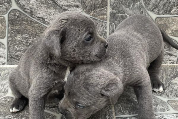 Cane Corso cuccioli in vendita canecorsocuccioliinvendita1234.jpg