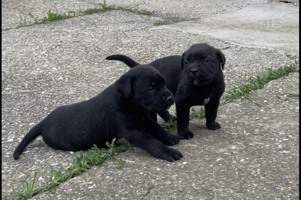 Cane Corso cuccioli in vendita canecorsocuccioliinvendita12345.jpg
