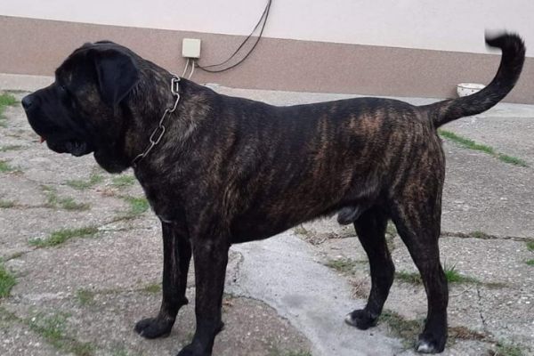 Cane Corso cuccioli in vendita canecorsocuccioliinvendita123456.jpg