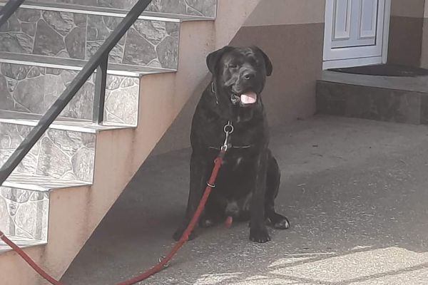 Cane Corso cuccioli in vendita canecorsocuccioliinvendita12345678.jpg