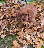 Splendida cucciolata Cavalier King Charles SplendidacucciolataCavalierKingCharles.jpg