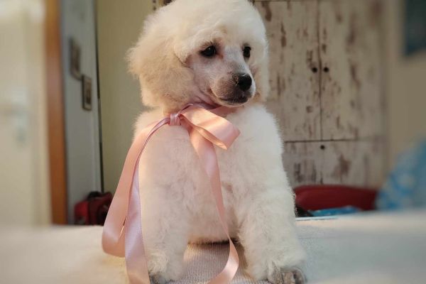 Barboncino bianco giocattolo cucciolo barboncinobiancogiocattolocucc.jpg