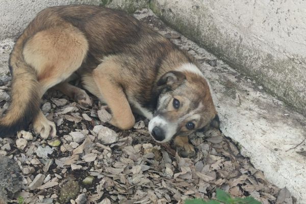 Elly, taglia media! (3 anni) ellytagliamedia3anni1.jpg