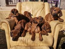 Rhodesian Ridgeback RhodesianRidgeback12.jpg