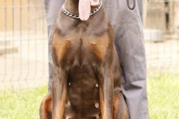 Doberman cuccioli in vendita dobermancuccioliinvendita.jpg