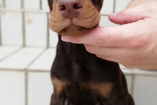 Doberman cuccioli in vendita dobermancuccioliinvendita1.jpg