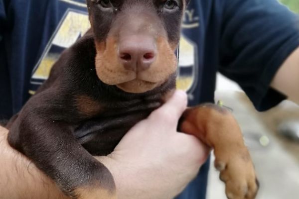 Doberman cuccioli in vendita dobermancuccioliinvendita12.jpg