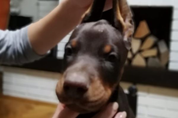 Doberman cuccioli in vendita dobermancuccioliinvendita1234.jpg