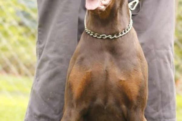 Doberman cuccioli in vendita dobermancuccioliinvendita12345.jpg