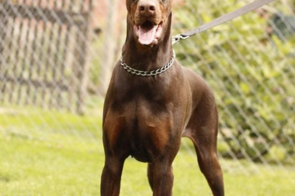 Doberman cuccioli in vendita dobermancuccioliinvendita123456.jpg