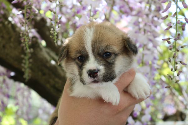 Cuccioli Pembroke Welsh Corgi cucciolipembrokewelshcorgi-644904a983b8b.jpg