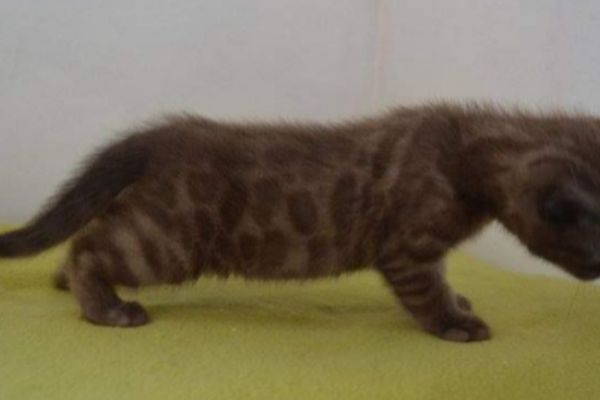 Rarissimi cuccioli bengala rarissimicucciolibengala.jpg