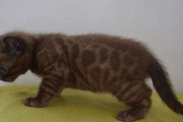Rarissimi cuccioli bengala rarissimicucciolibengala12.jpg