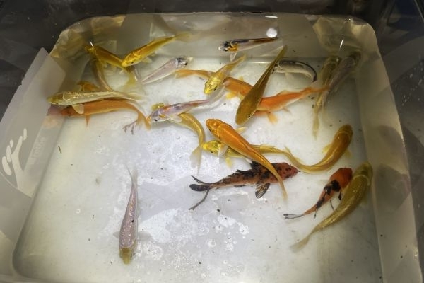 Carpe Koi stagno e acquario carpekoistagnoeacquario123.jpeg