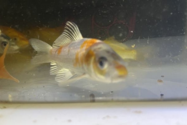 Carpe Koi stagno e acquario carpekoistagnoeacquario12345.jpeg