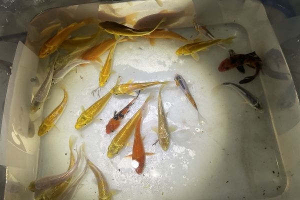 Carpe Koi stagno e acquario carpekoistagnoeacquario1234567.jpeg