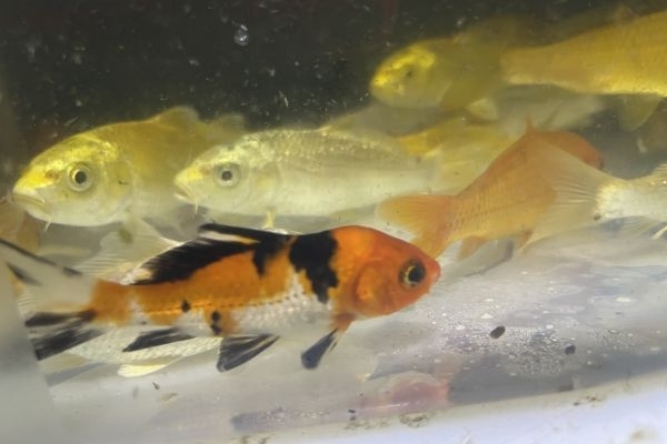 Carpe Koi stagno e acquario carpekoistagnoeacquario12345678.jpeg