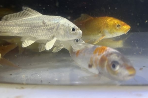 Carpe Koi stagno e acquario carpekoistagnoeacquario123456789.jpeg