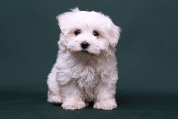 Maltese mini toy cuccioli bianchi malteseminitoycucciolibianchi.jpg