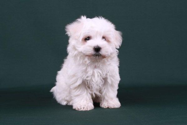 Maltese mini toy cuccioli bianchi malteseminitoycucciolibianchi1.jpg