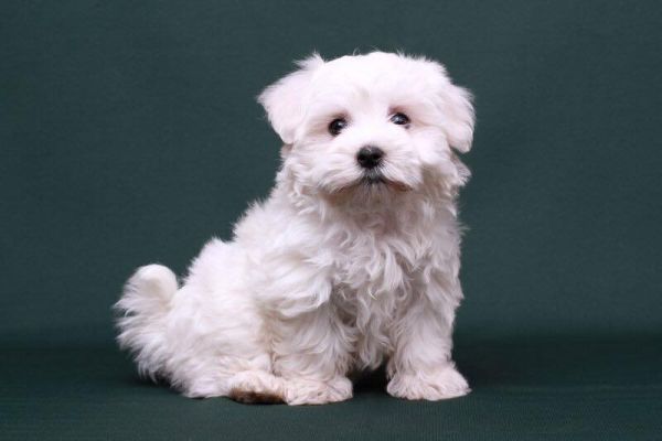 Maltese mini toy cuccioli bianchi malteseminitoycucciolibianchi12.jpg