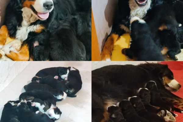cuccioli di montagna bernese cucciolidimontagnabernese.jpg