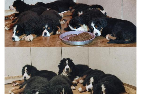 cuccioli di montagna bernese cucciolidimontagnabernese1.jpg