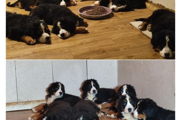 cuccioli di montagna bernese cucciolidimontagnabernese12.jpg