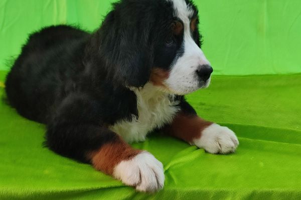 cuccioli di montagna bernese cucciolidimontagnabernese123.jpg