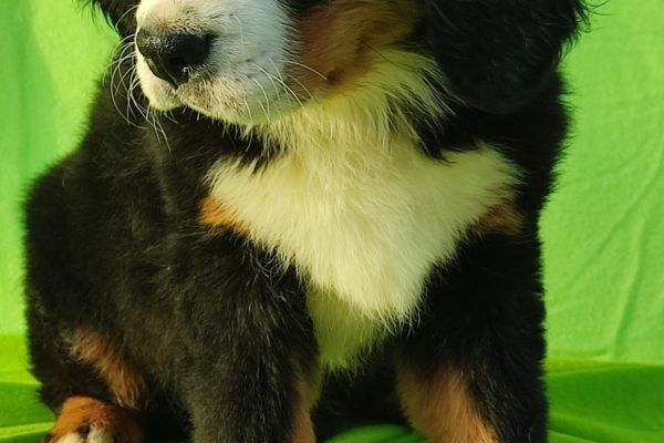 cuccioli di montagna bernese cucciolidimontagnabernese1234.jpg