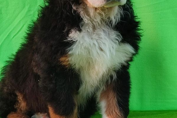 cuccioli di montagna bernese cucciolidimontagnabernese12345.jpg