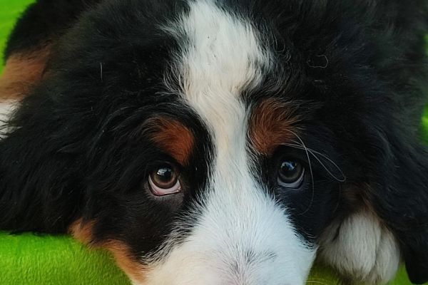 cuccioli di montagna bernese cucciolidimontagnabernese1234567.jpg