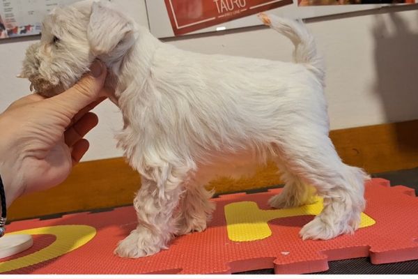 cuccioli zwergschnauzer cucciolizwergschnauzer123.jpg