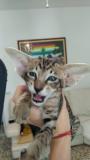 Oriental shorthair Orientalshorthair.jpg