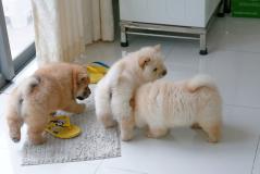 3 Chow  chow cuccioli --adozione 3Chowchowcuccioliadozione.jpg