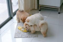 3 Chow  chow cuccioli --adozione 3Chowchowcuccioliadozione1.jpg