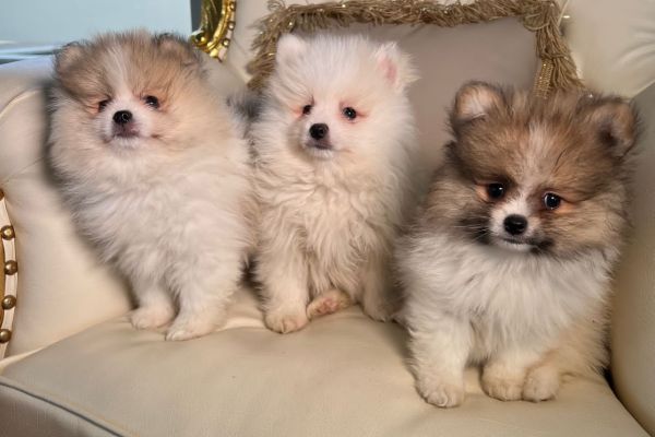 Volpini Spitz di Pomerania nano volpinispitzdipomeranianano12.jpeg