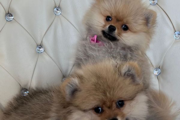 Volpini Spitz di Pomerania nano volpinispitzdipomeranianano1234.jpeg
