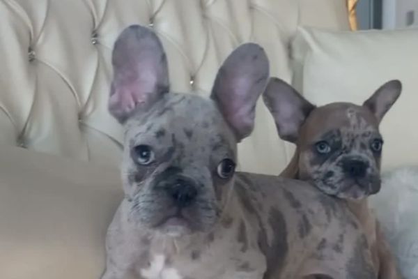 Bulldog francesi bulldogfrancesi1.jpeg