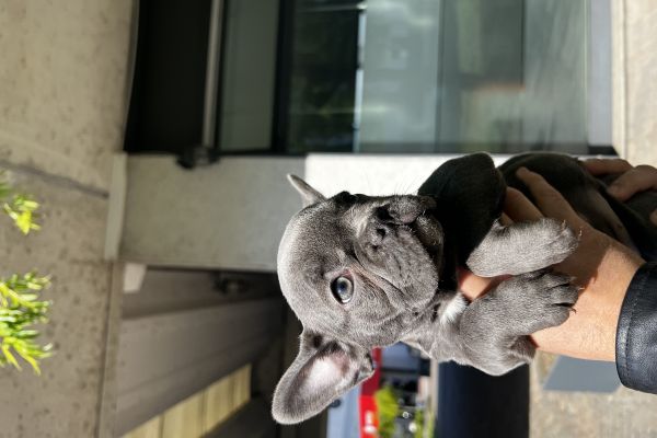 Bulldog francesi bulldogfrancesi12.jpeg