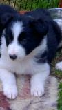 Cuccioli di Border Collie con Pedigree CucciolidiBorderCollieconPedigree.jpg