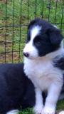 Cuccioli di Border Collie con Pedigree CucciolidiBorderCollieconPedigree12.jpg