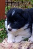 Cuccioli di Border Collie con Pedigree CucciolidiBorderCollieconPedigree123.jpg