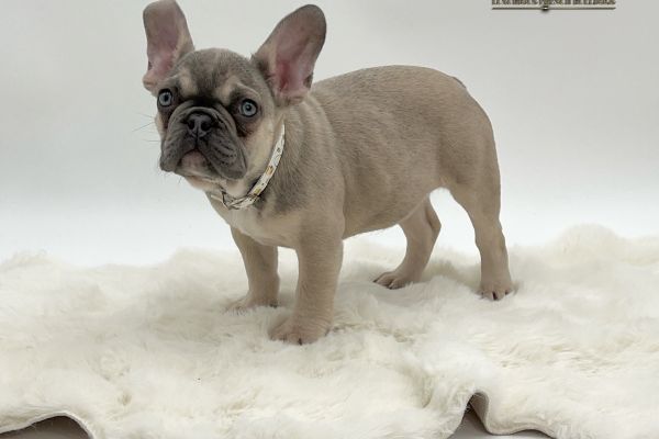 Dolcissima Bulldog Francese Sable' dolcissimabulldogfrancesesable-69bd329dc0ac1.jpeg